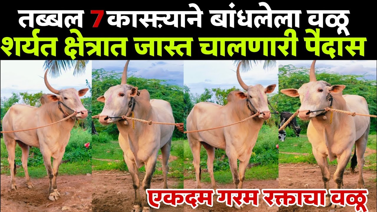 तब्बल 7 कासऱ्याने बांधावा लागतो वळू  शर्यती क्षेत्रात नाद खुळा पैदास #khillar_premi_shetakari 