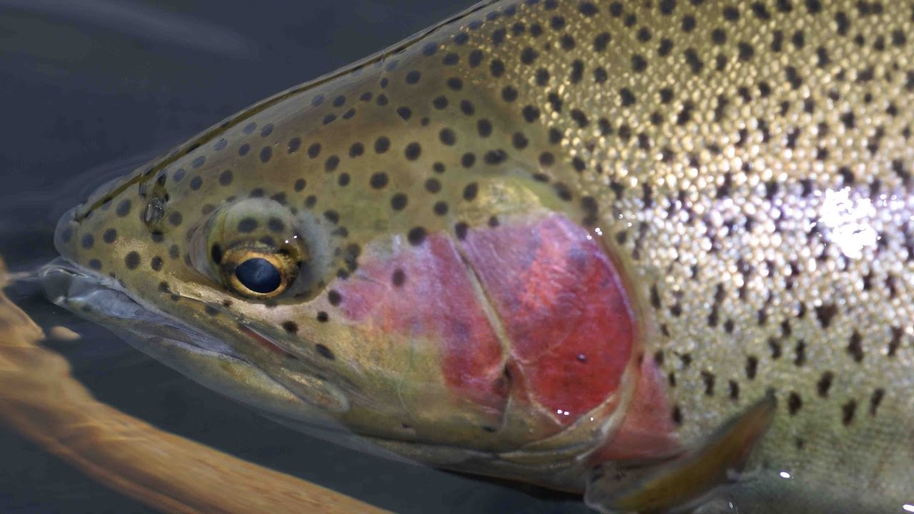 Rainbows in Large Rivers | British Columbia