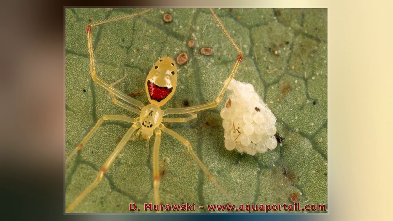 Theridion Grallator