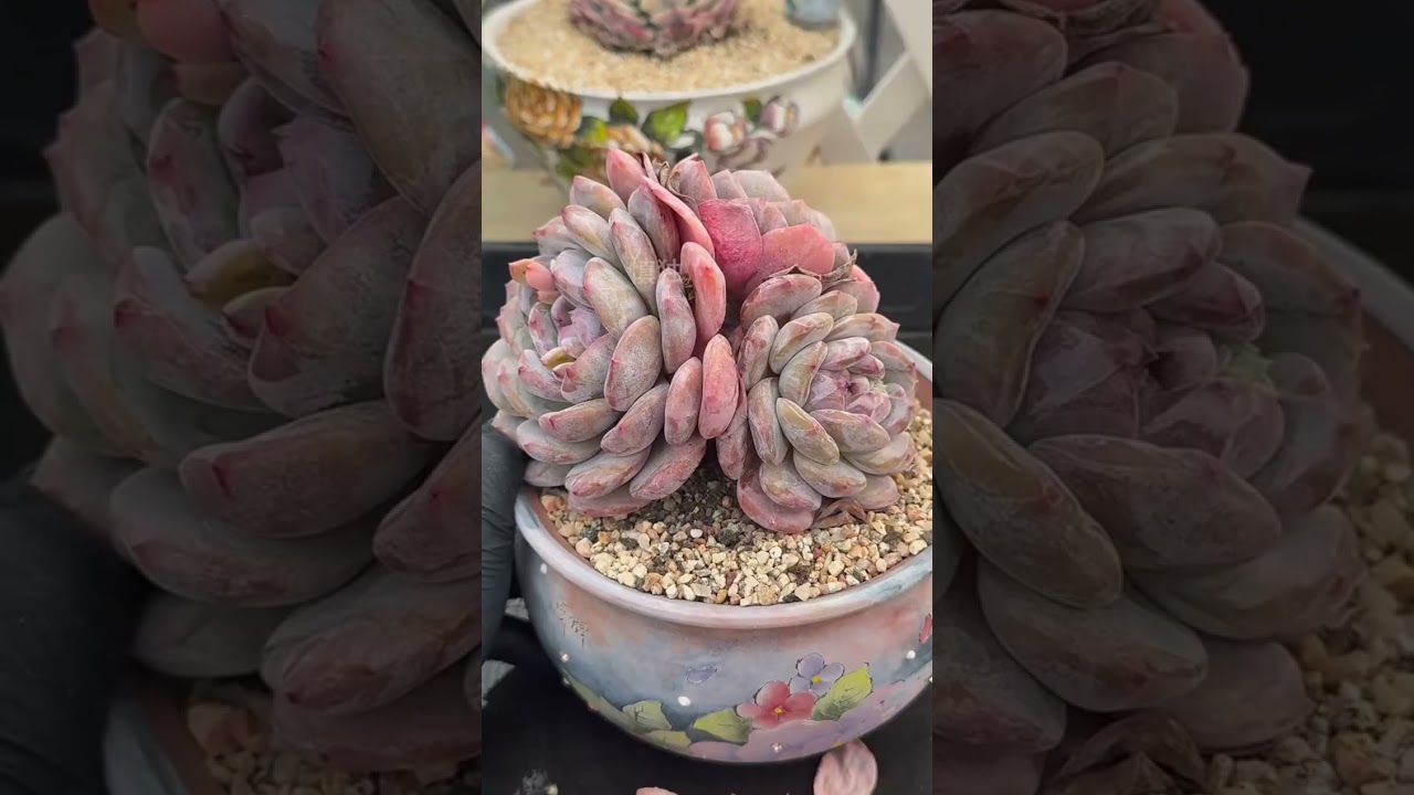 Gentle Succulent Care – Relaxing Plant ASMR