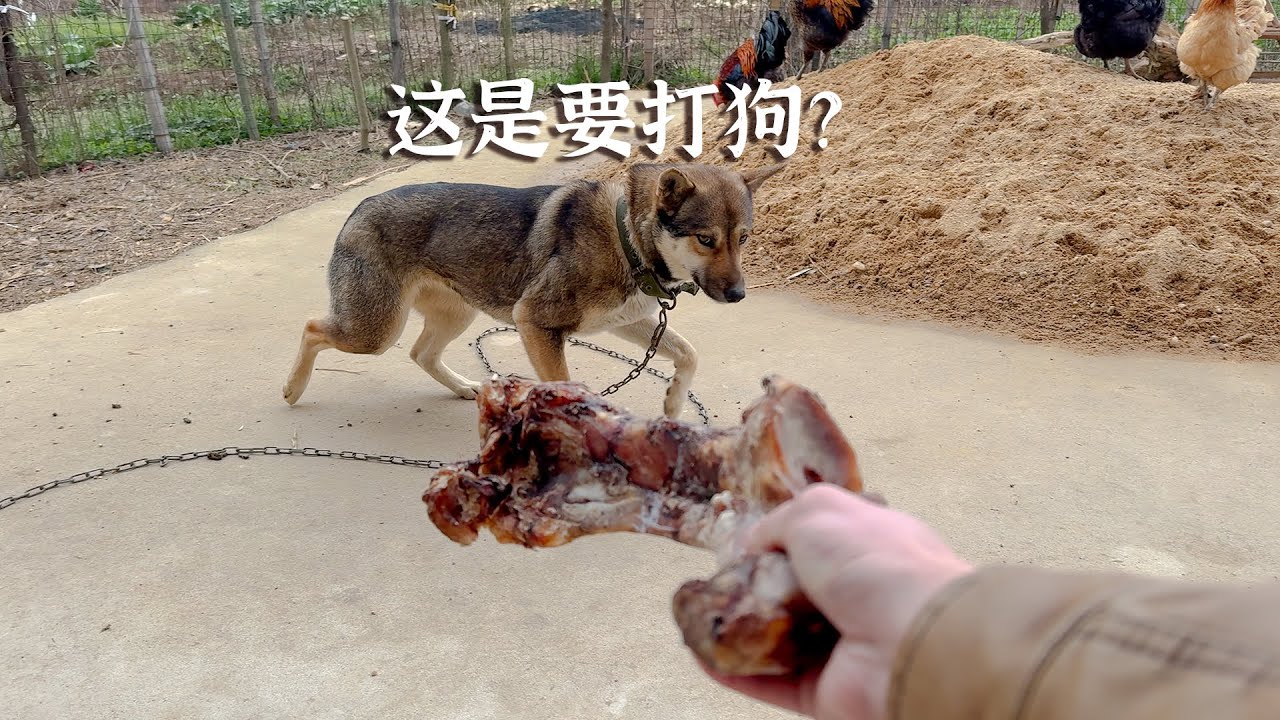 网友太热情，给狗子买礼物，狗子害怕的很