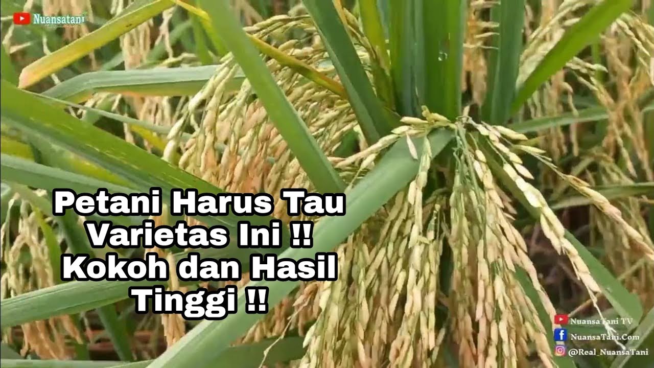 Review Variatas Padi Hibrida Intani 602, Kokoh dan Tinggi Hasilnya !!