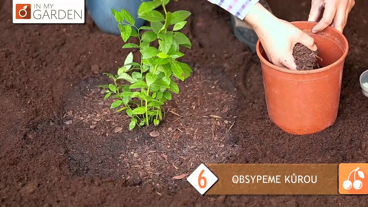 01 JAK ZASADIT OVOCNÝ KEŘ Z KVĚTINÁČE