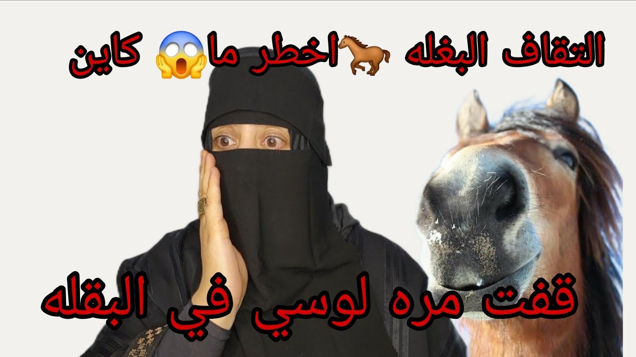 انا اللي ثقفت امراه اللوسي في البغله🐎 سبع سنين ما ولداتش وشوفوا كيفاش تفك حزامها❌️