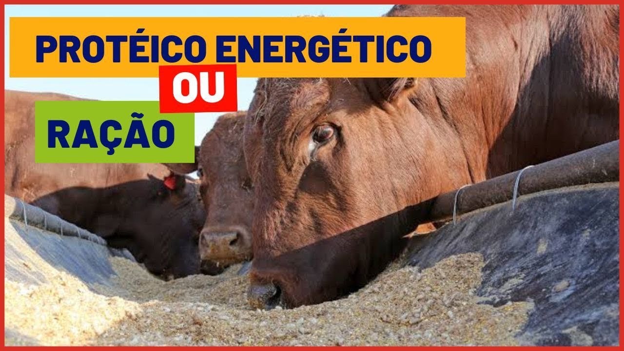 Veja isso antes de escolher PROTEICO ENERGÉTICO ou RAÇÃO PARA GADO