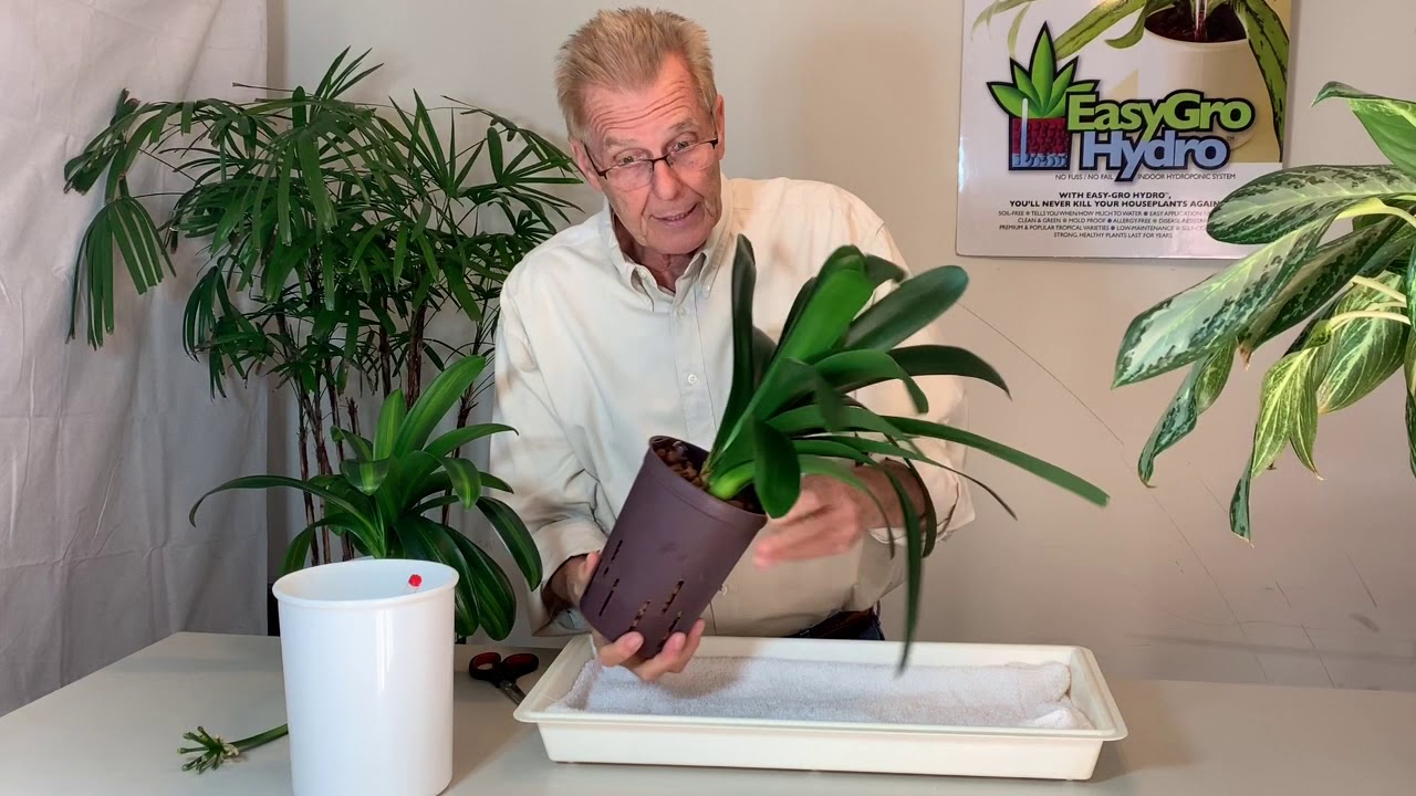 Growing Clivia with Hydroponics