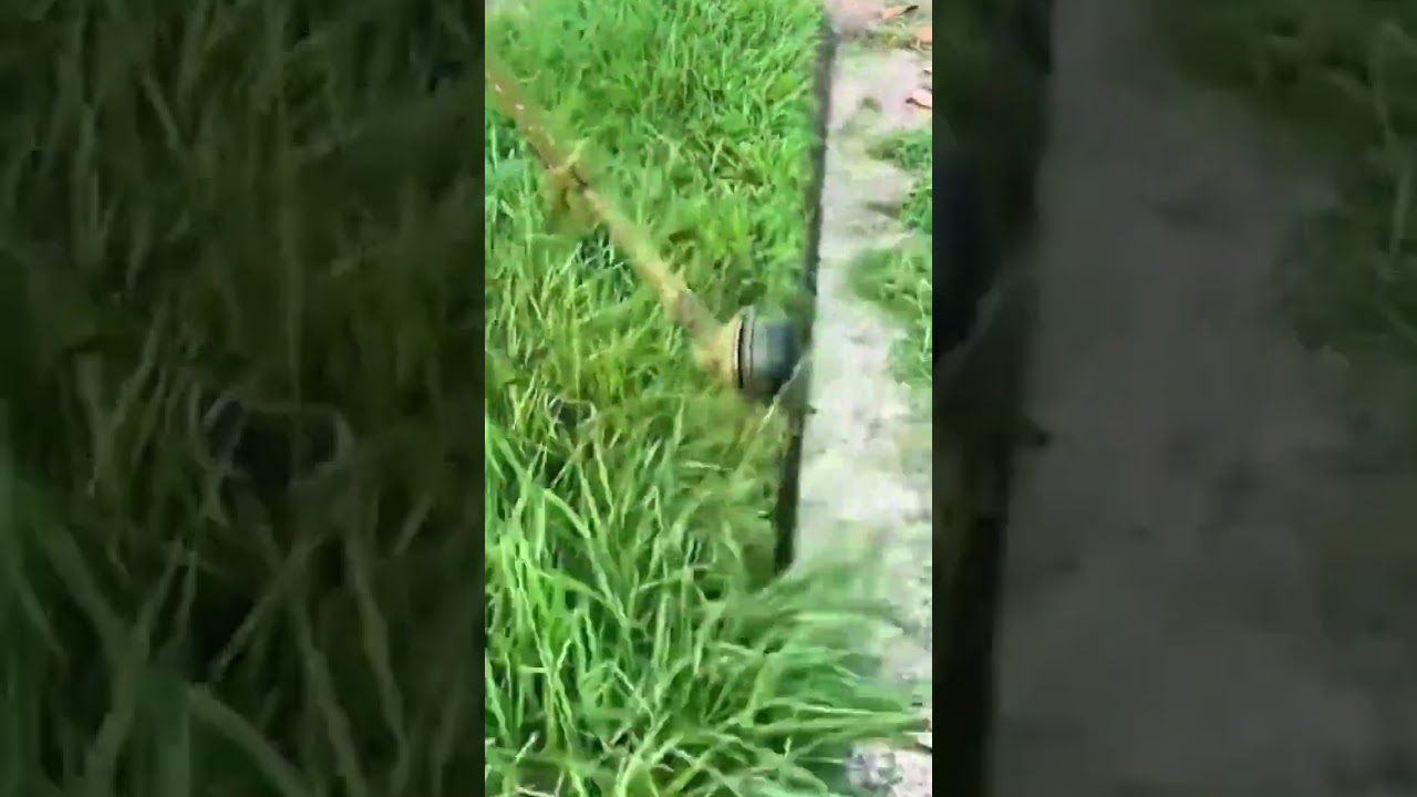 trimming green grass lawn edges automatically using a motor power string trimmer tool in the outdoor