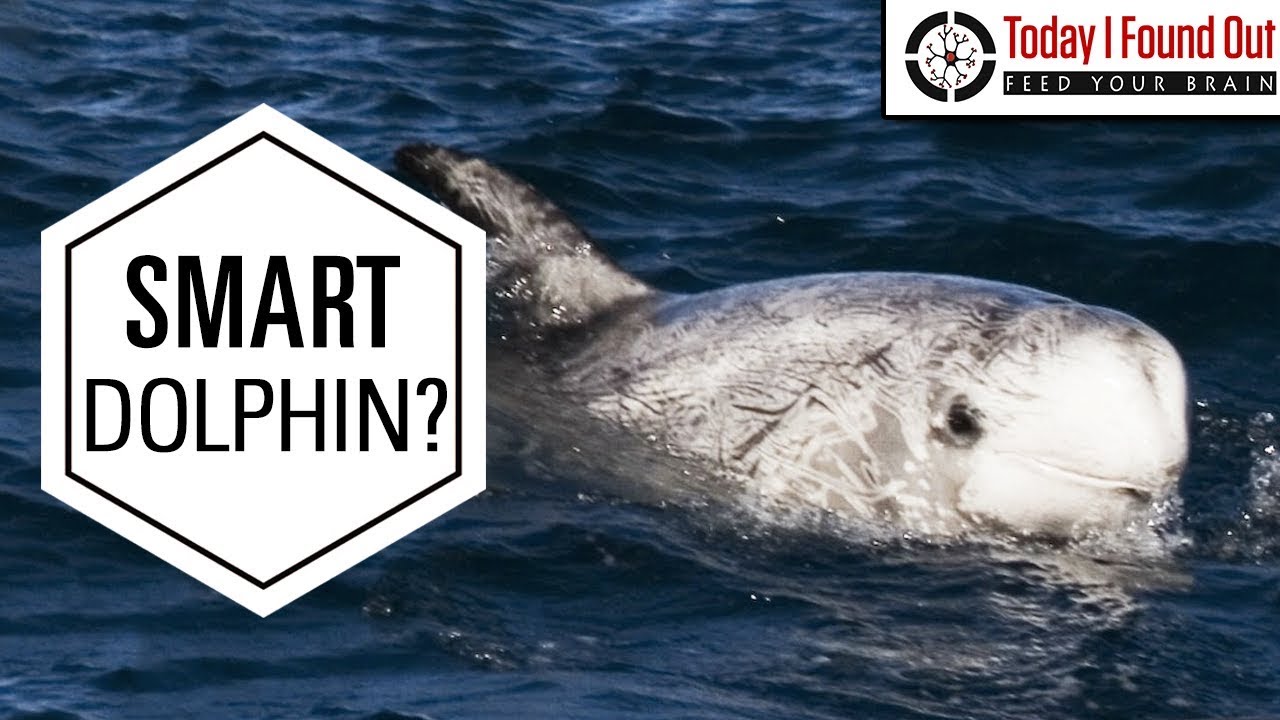 The Truth About Pelorus Jack