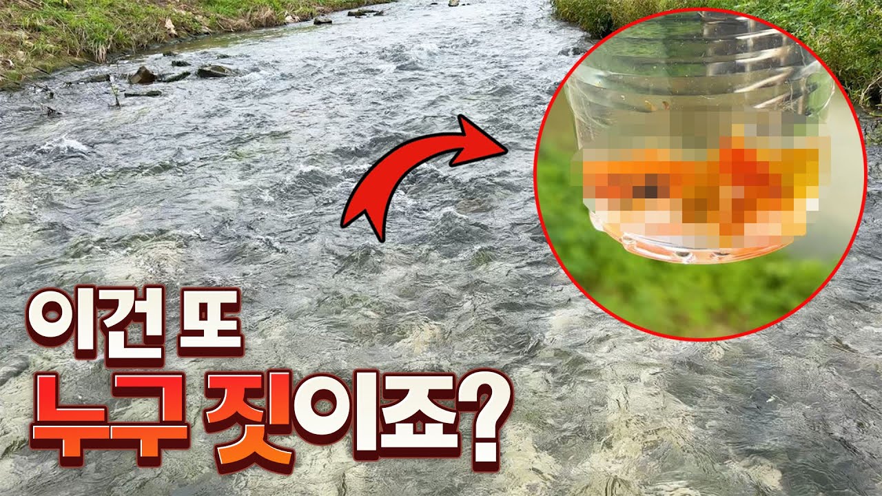 열대어 천국이된 유명한 한국의 하천! 이곳에 또다른 남미의 열대어종들이 바글바글 생겨나기 시작했습니다.