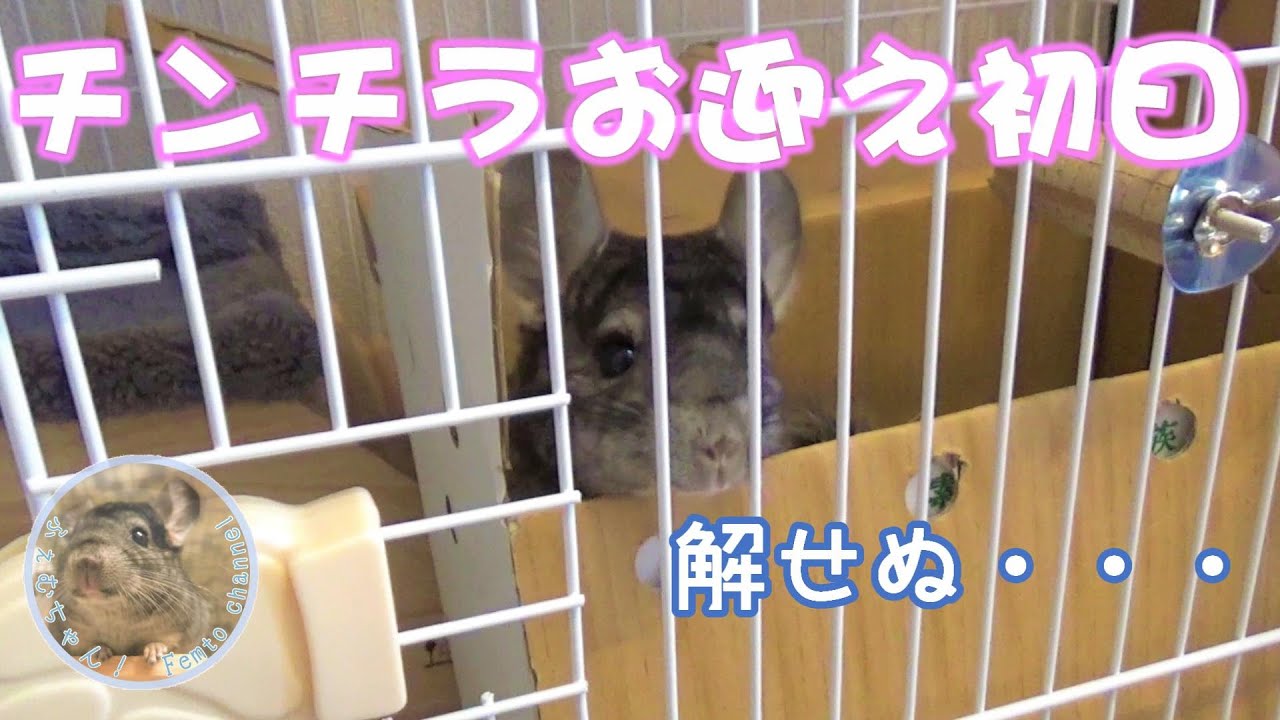【チンチラ】我が家に念願のチンチラがやってきました！【初日】New Chinchilla boy comes to our house !!