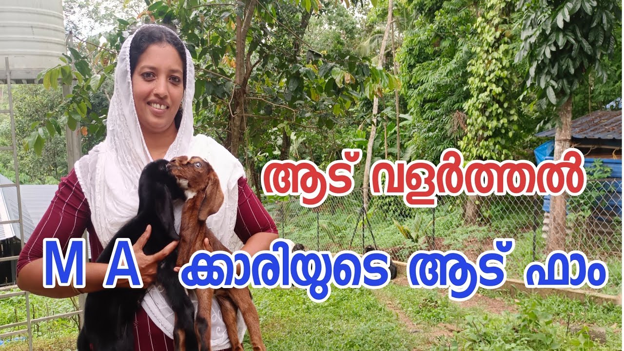 ആട് വളർത്തൽ|goat farming Malayalam|ആട വളർത്തൽ ലാഭകരം|goat farming kerala