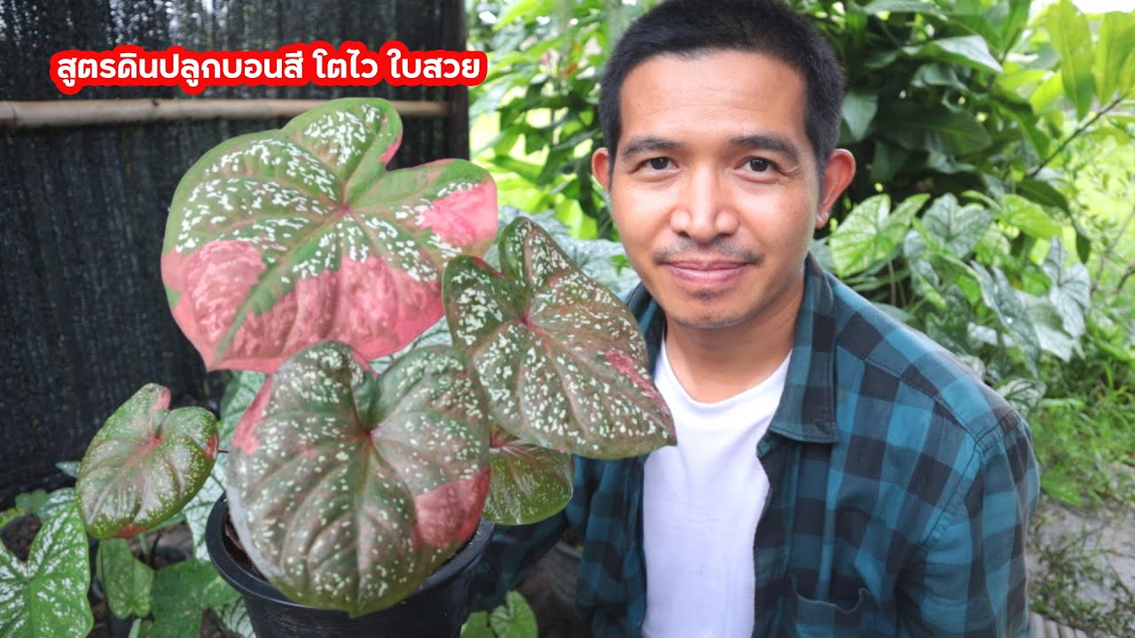 สูตรดินปลูกบอนสี โตไว ใบสวย