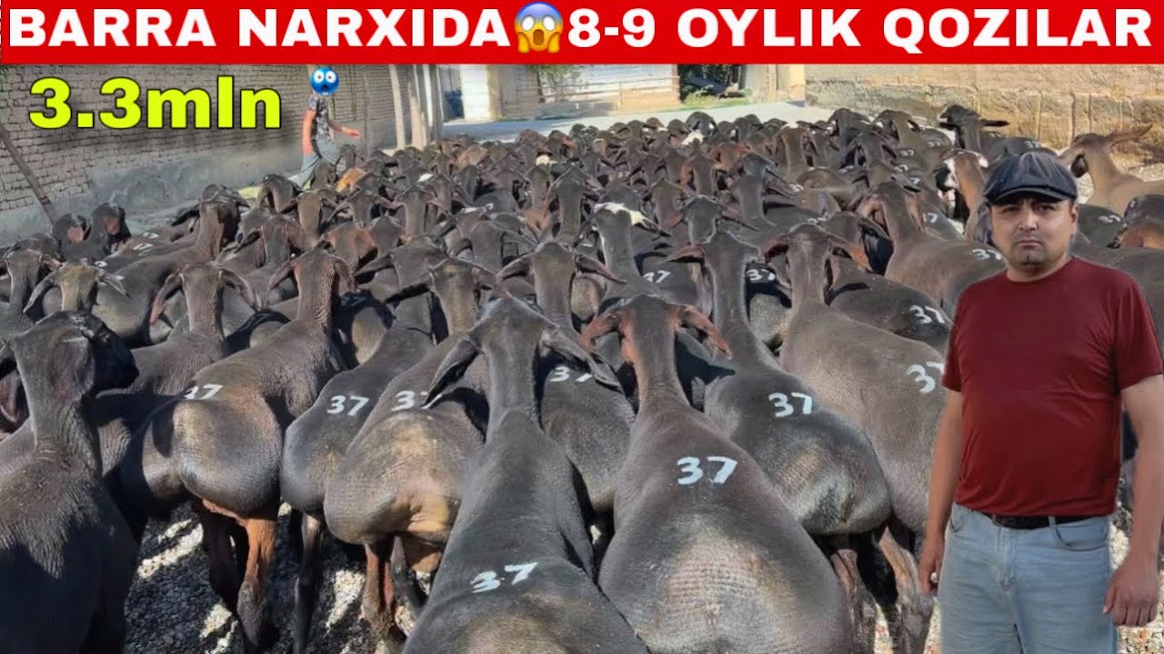 😱8-9 oylik Elita Xisori qozilar BAR­RA narxida – atigi 3.3 mln! 🔥🐏