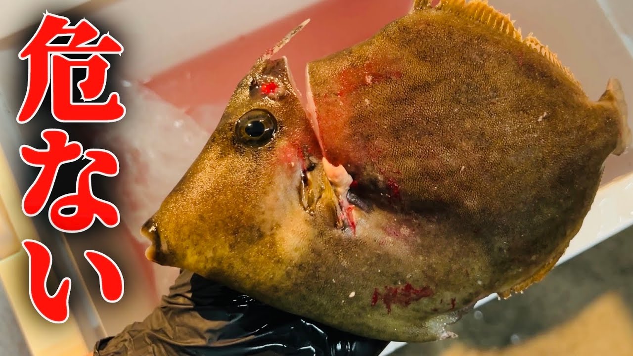 【カワハギ】食べる前や釣りに行く前にこの動画を見ないと危険です。