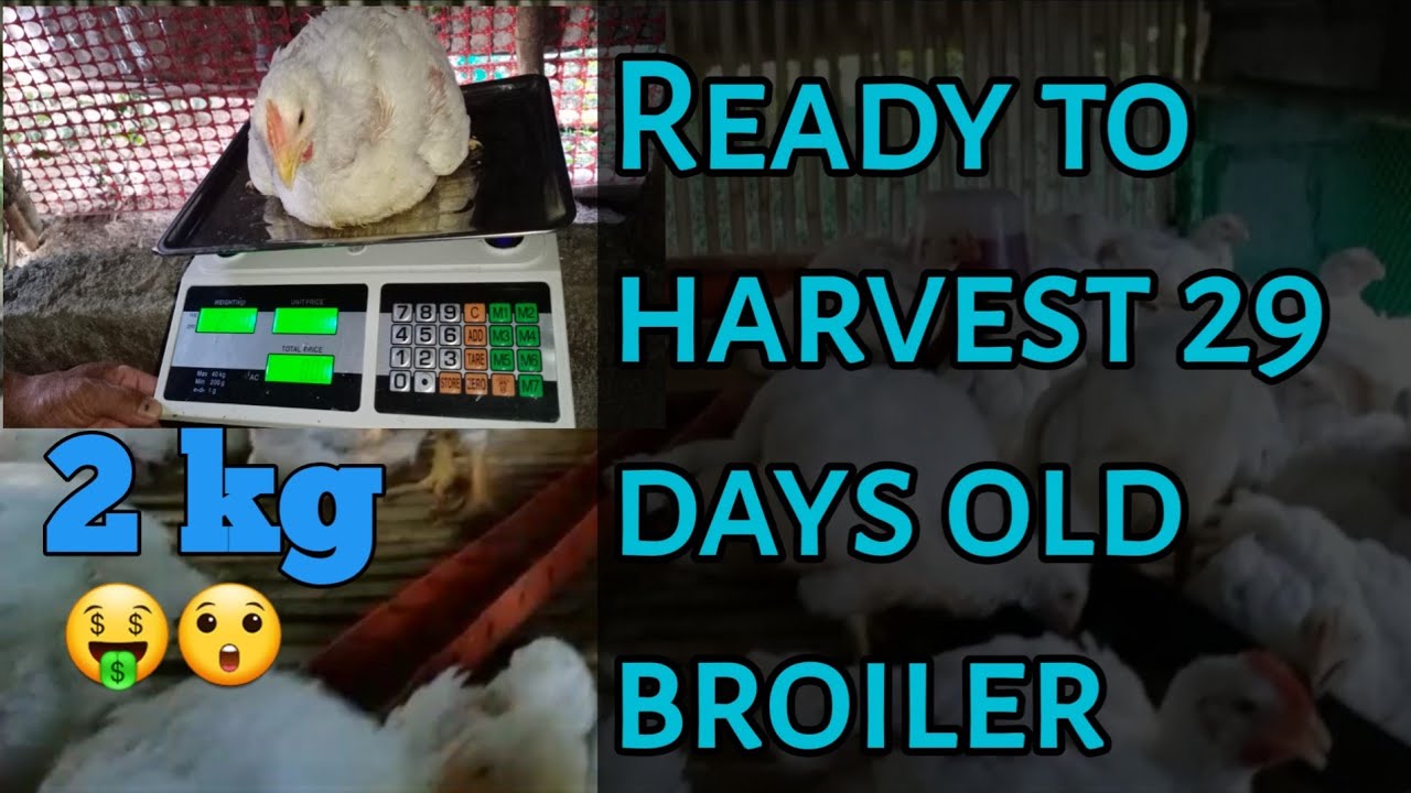 Monitoring kilo / ready to harvest 29 days old broiler chicken #45dayschicken #backyardfarming