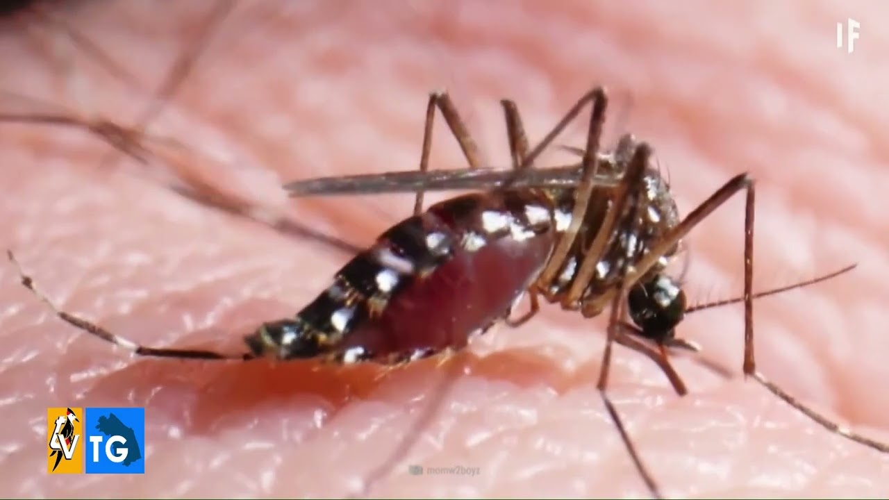 Zanzara del virus usutu, parola al veterinario
