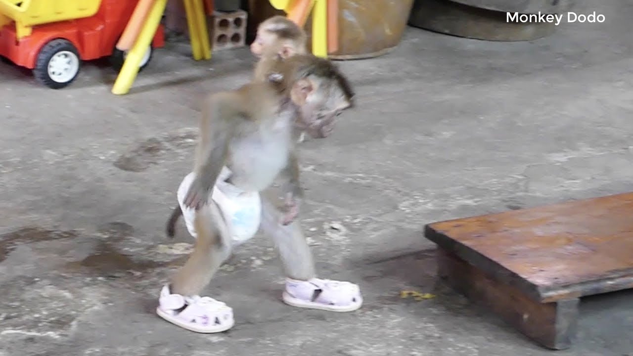 Wow Very Cute Baby Monkey Donal Wear Shoes Walking Two Legs