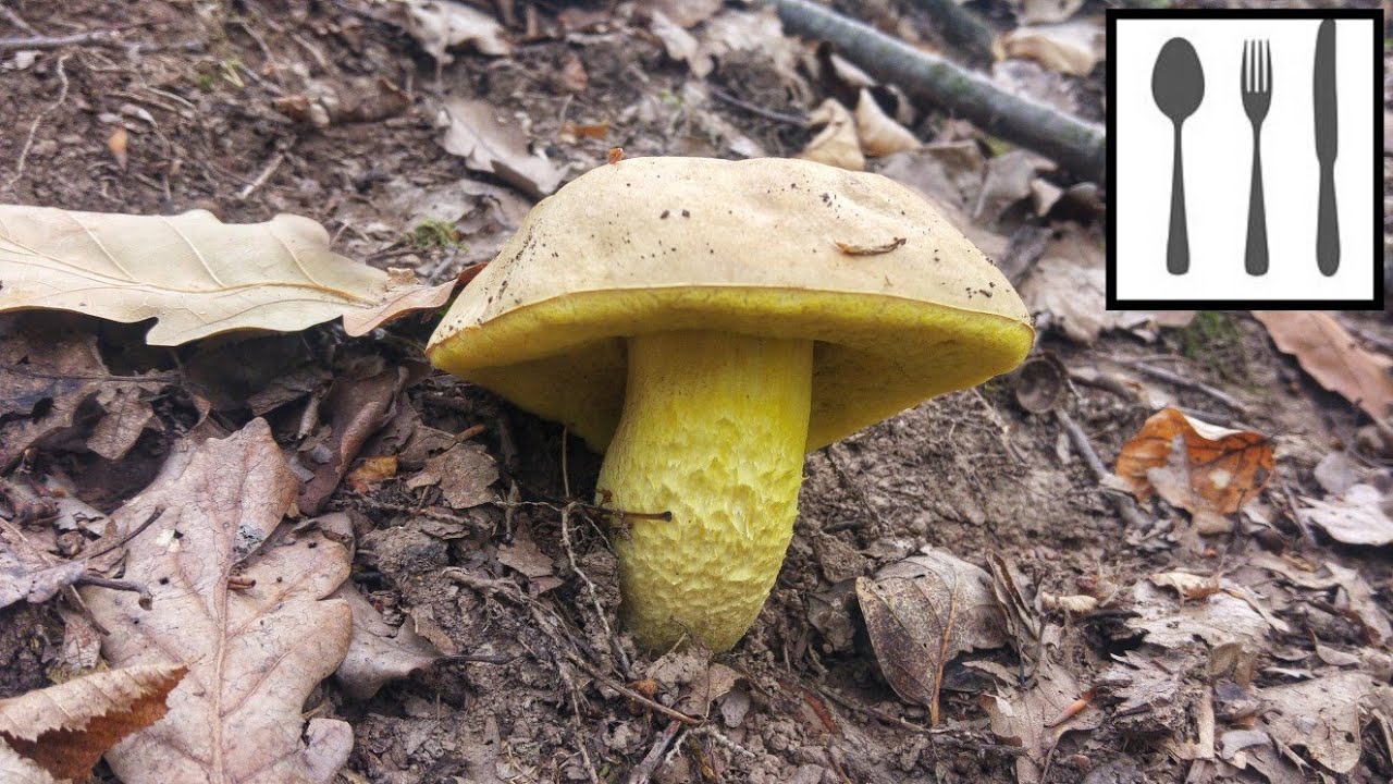 Borowik kruchy, płowy (Hemileccinum impolitum) Śląsk