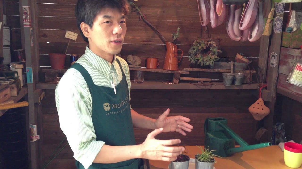 食虫植物 モウセンゴケの育て方・日常管理