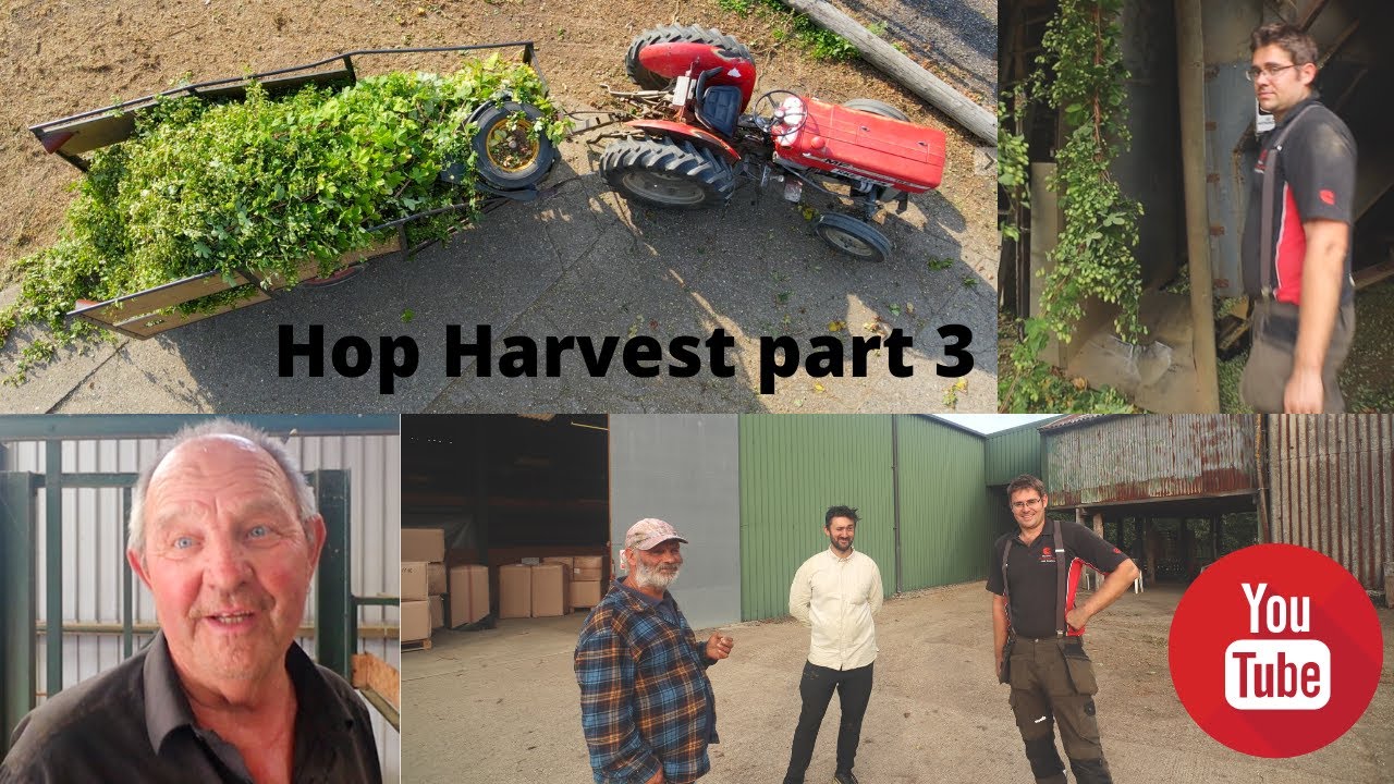 Hop harvest on Ann's and son Ian hop Garden part 3