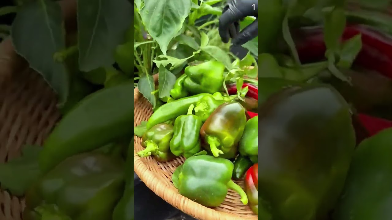 Teknik cerdas panen paprika dengan hasil sangat memuaskan dan melimpah #shorts