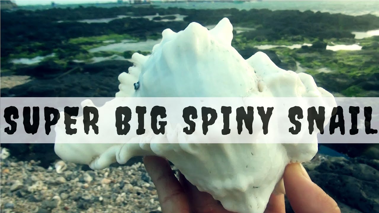 harvesting many giant seashells