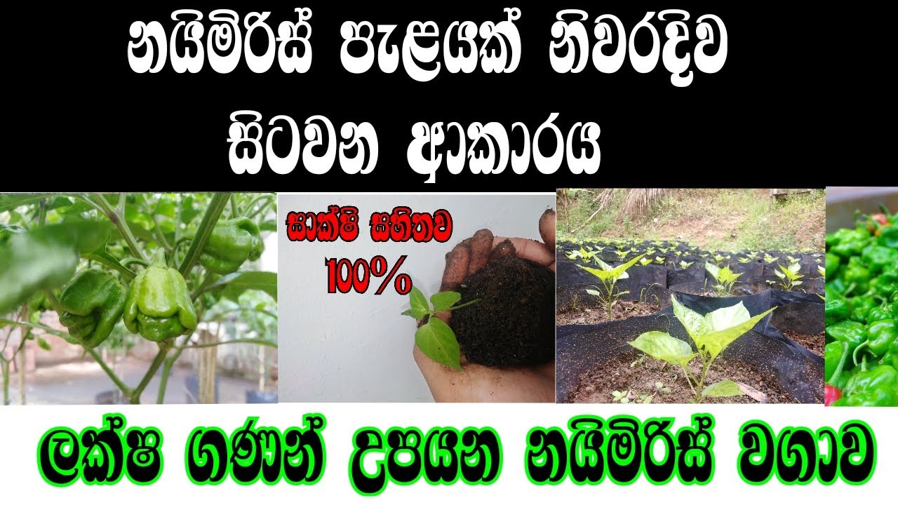 නයිමිරිස්  පැළයක් නිවරිදිව සිටවමු |  Scotch Bonnet sinhala | naimiris wagawa | ගෙවතු වගාව