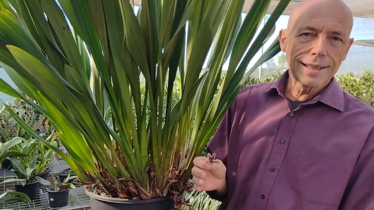 Nosso majestoso Cymbidium Cricket!