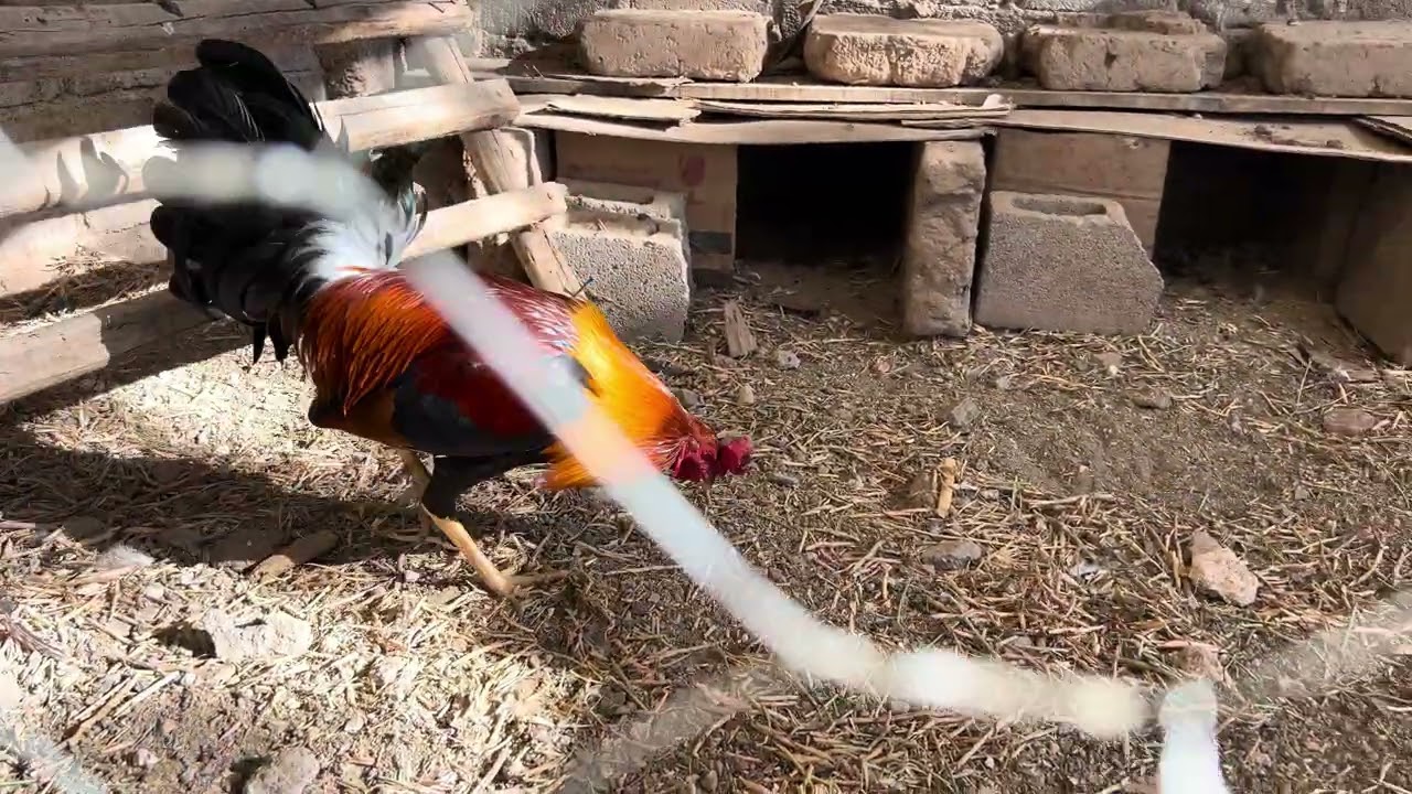 Como inicié desde 0 en el mundo de los gallos 🐓 