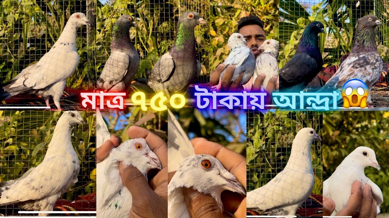 ভালো ভালো কোয়ালিটির পায়রা একদম সস্তায়🥰।@alok_shah |