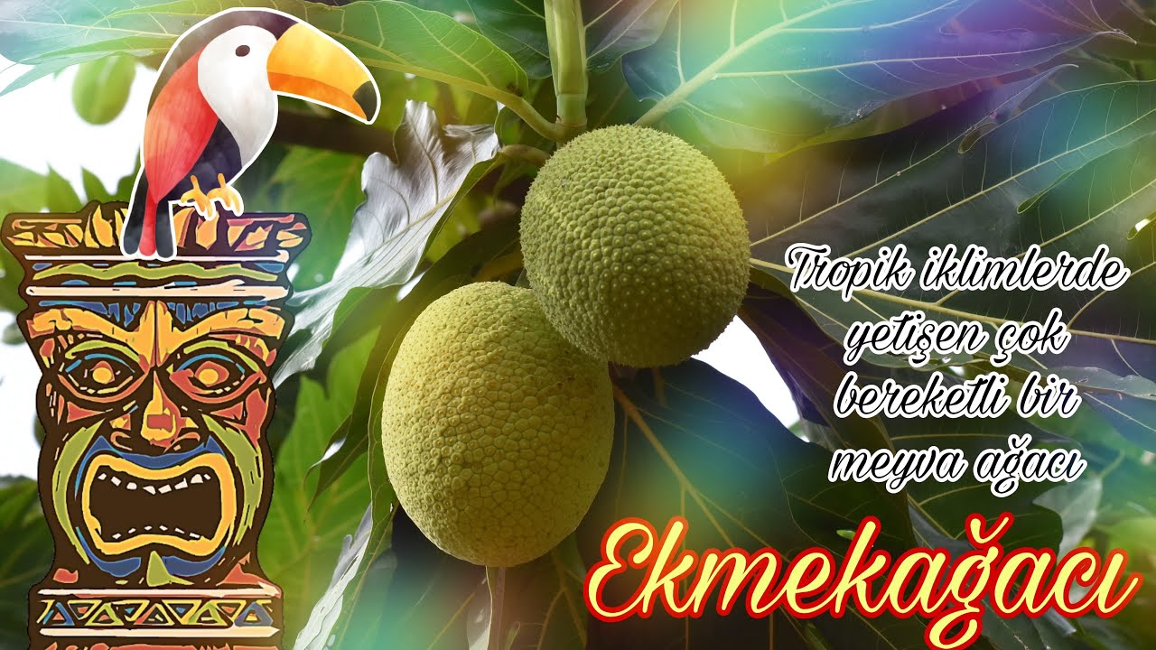 Ekmekağacı - Artocarpus altilis