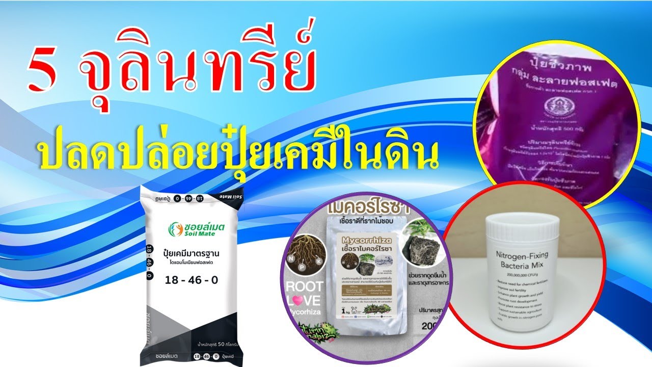 5 จุลินทรีย์...ปลดปล่อยปุ๋ยเคมีในดิน N-P-K