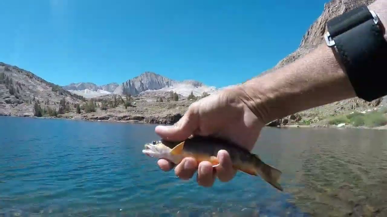Catching Helen Lake Brook Trout (20 Lakes Basin, Hoover Wilderness)
