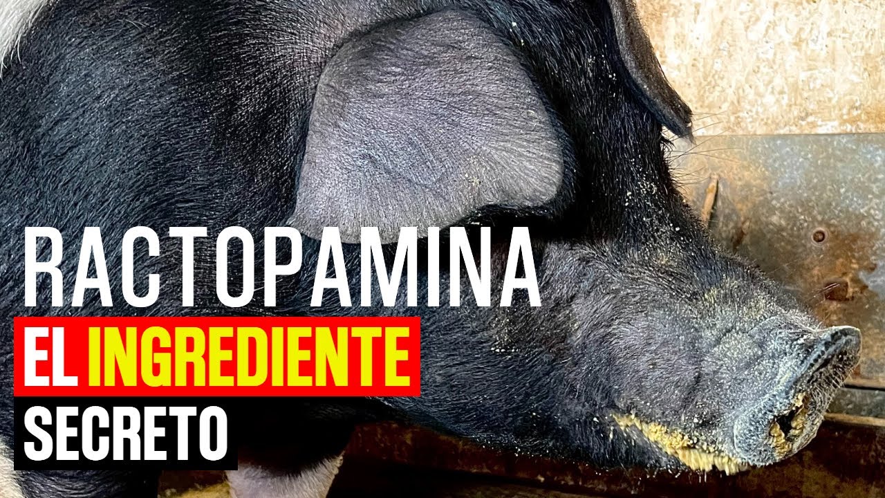 ¿Cómo ENGORDAR CERDOS ocupando RACTOPAMINA?