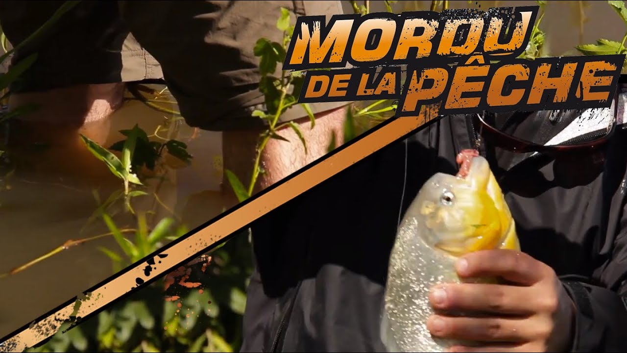 La p&ecirc;che aux piranhas, pieds-nus dans l'eau!
