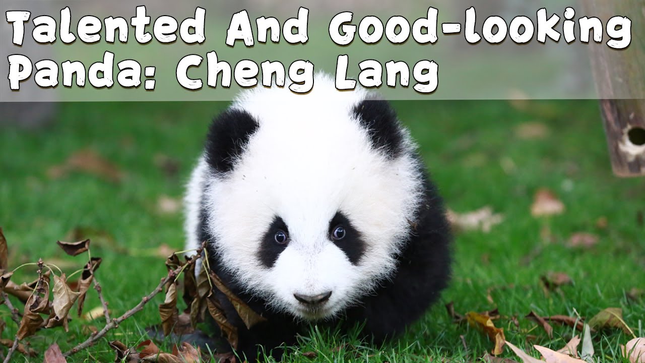 Talented And Good-looking Panda Of Class 2019: Cheng Lang | iPanda