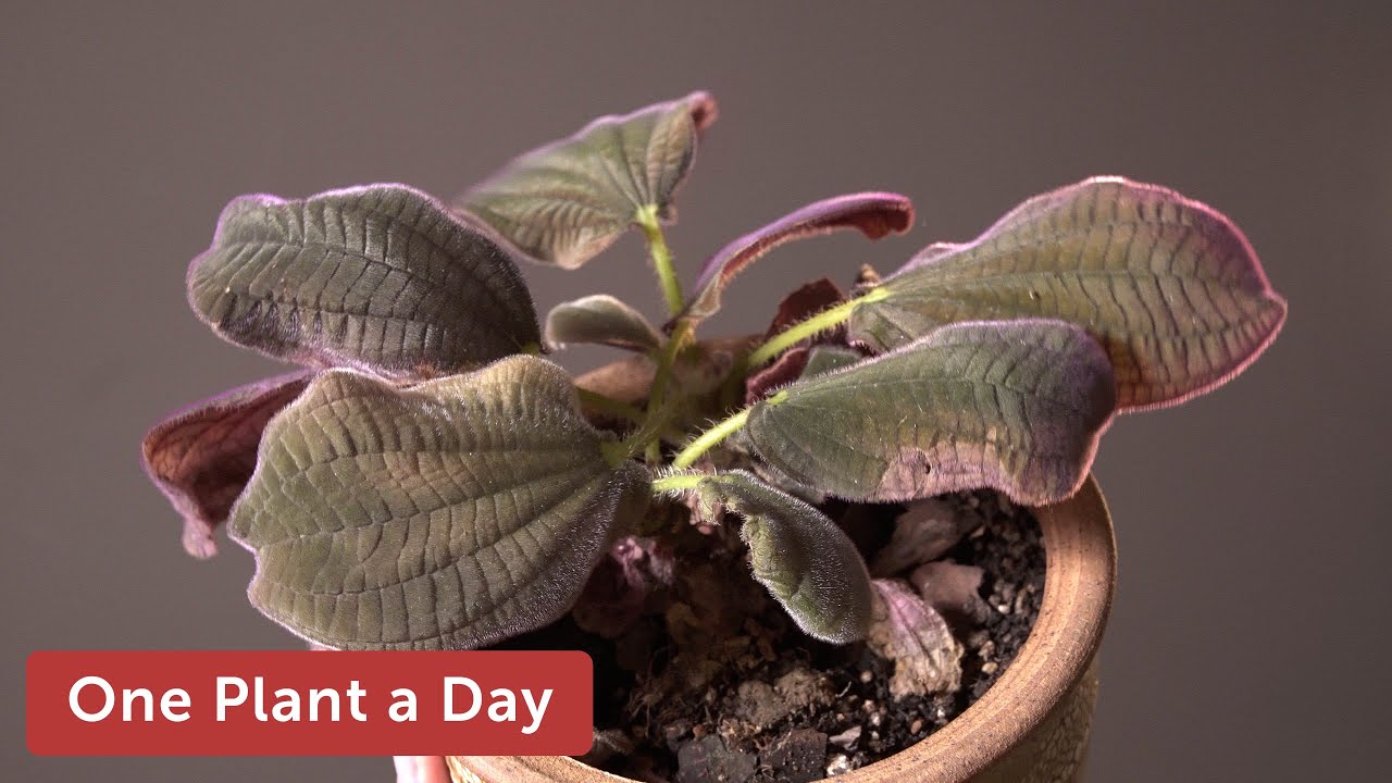 Bertolonia nymphaeifolia Houseplant Care — 343 of 365