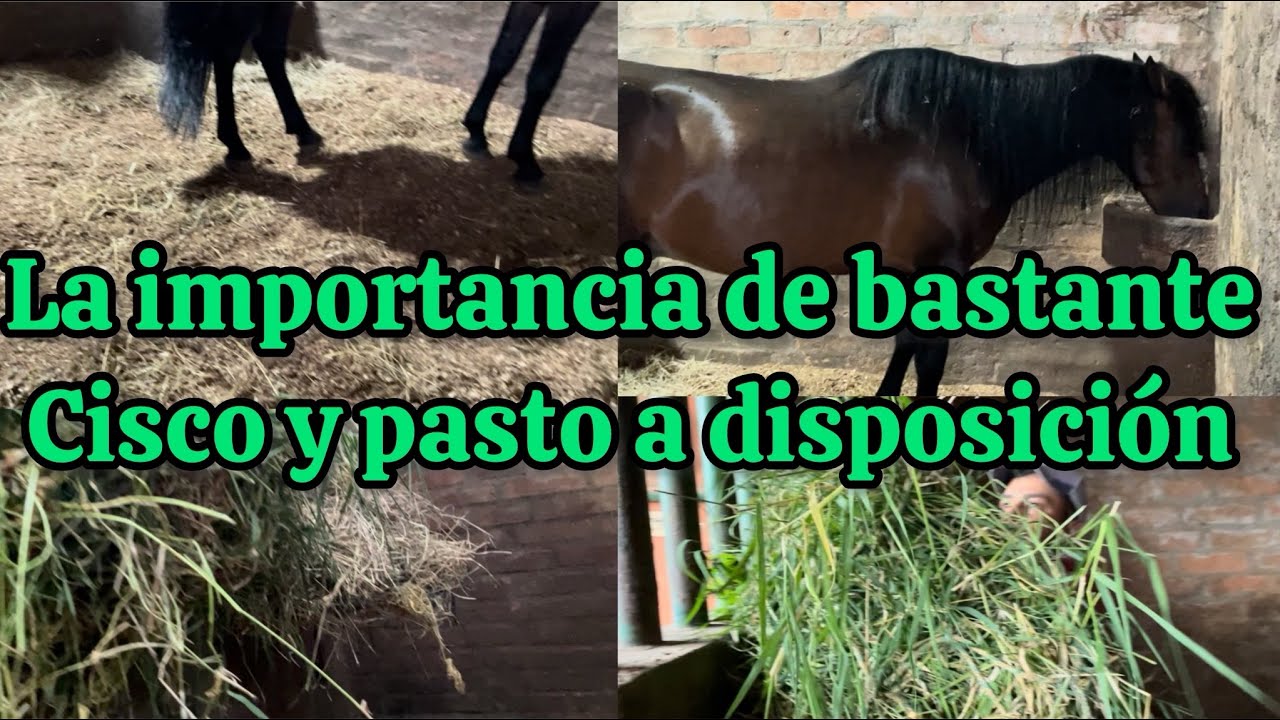 IDEAS DE CÓMO CUIDAR LOS CABALLOS EN PESEBRERA