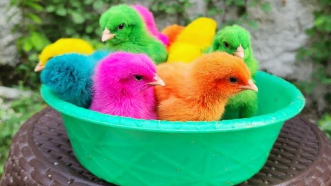 Ayam Lucu, ayam warna warni, ayam rainbow, kelinci lucu, bebek lucu, ikan koi, Hewan Lucu 00🐣