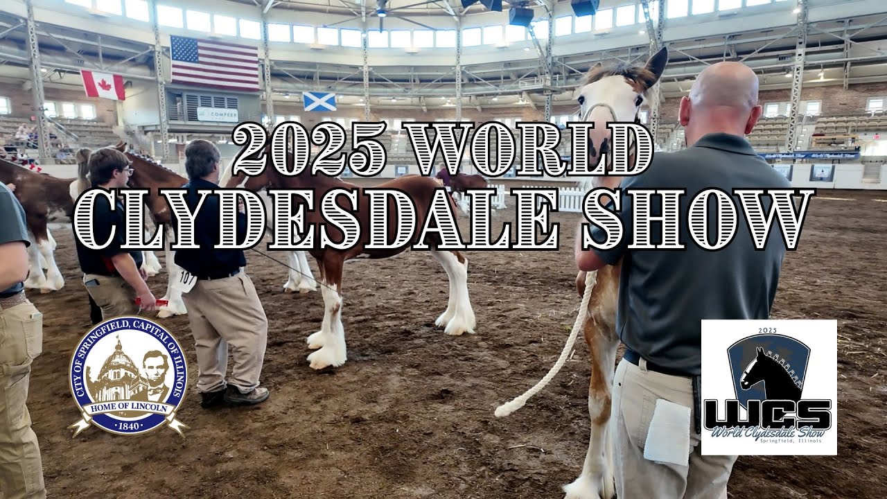 The 2025 World Clydesdale Show