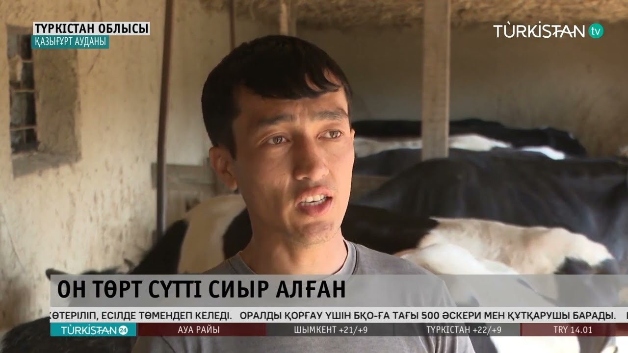 «Ауыл аманаты» бойынша 14 сүтті сиыр алған