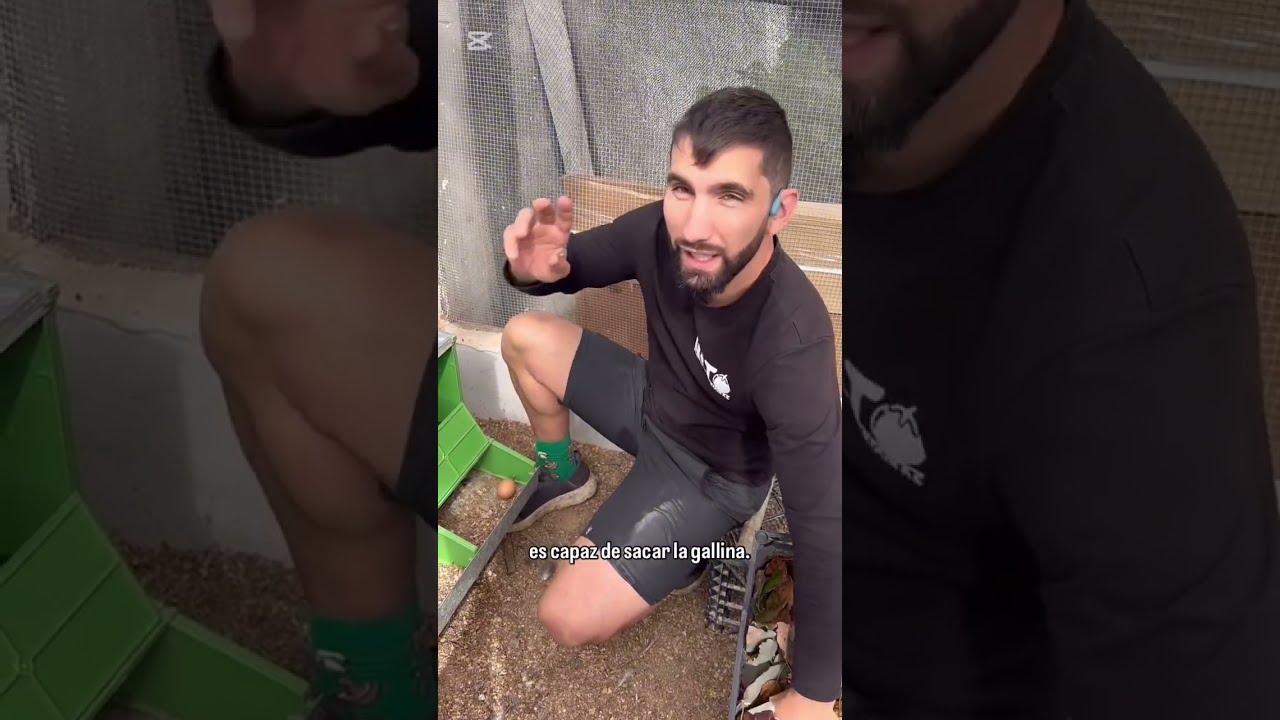 Tenemos una gallina clueca La mejor manera de sacar pollitos 🐥Está tiene un par de años p