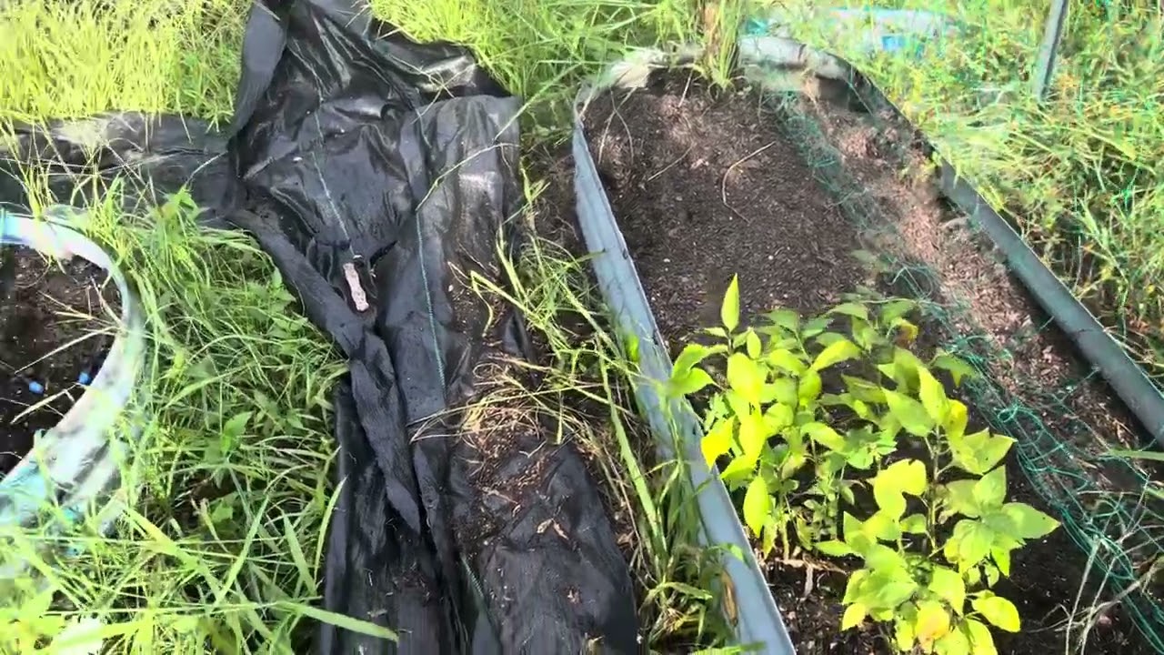 3 summer tips for growing in Florida zone 10a