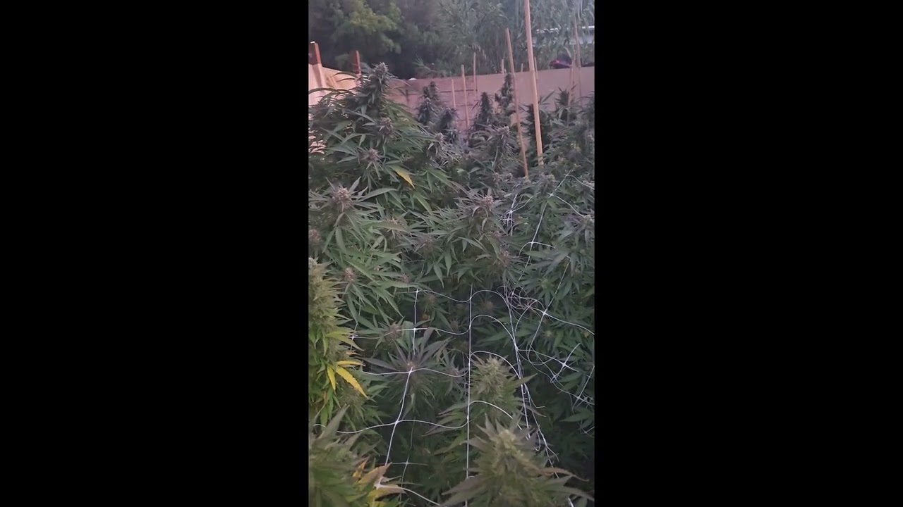 Cherry Cheeks 707 Strain Review &ndash; Northern Cali&rsquo;s Juiciest New Hit from Nattie McBarbar