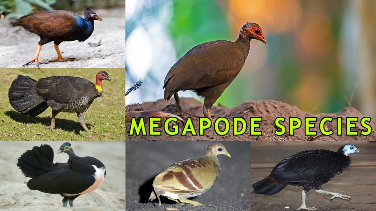 All Megapode Species/ megapode / types of megapode / megapode bird species / megapode birds