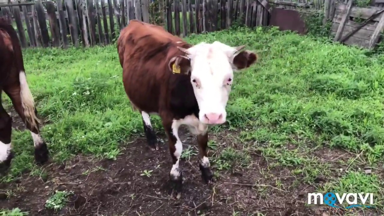 Сделал освещение у коров .