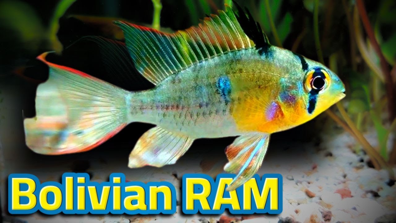 Bolivian Ram Care Guide – Beautiful & Easy to Keep!