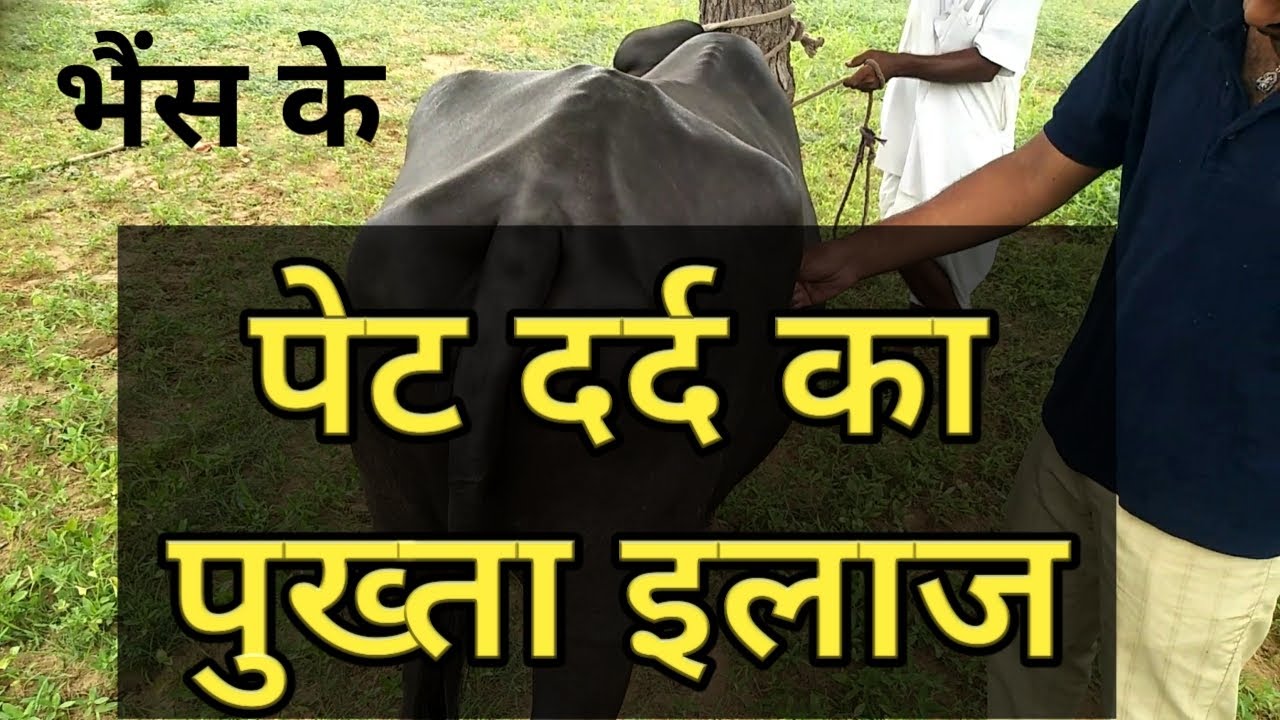 colic treatment in buffalo  भैंस के पेट दर्द की दवा इलाज buffalo ke pet me dard ka ilaj    vets club