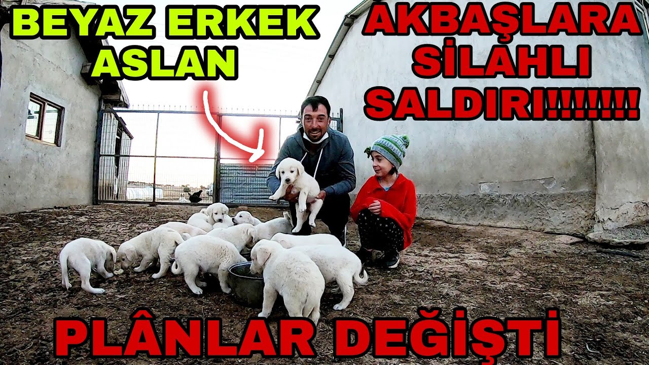 ERKEK BEYAZ ASLANIMIZI ALDIK SONUNDA|BİRCAN ABİNİN KÖPEKLERİNE SİLAHLI SALDIRI!!!!!
