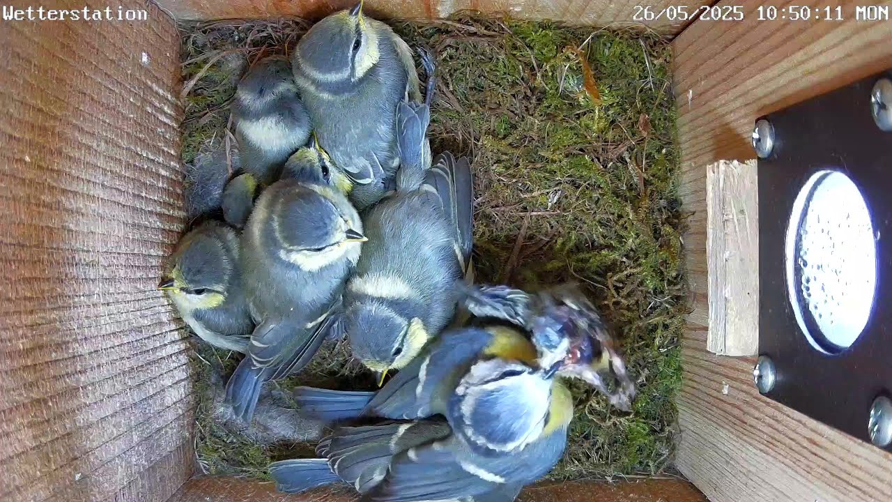 Ein totes K&uuml;ken bei den Blaumeisen wird entfernt! | 26.05.2025